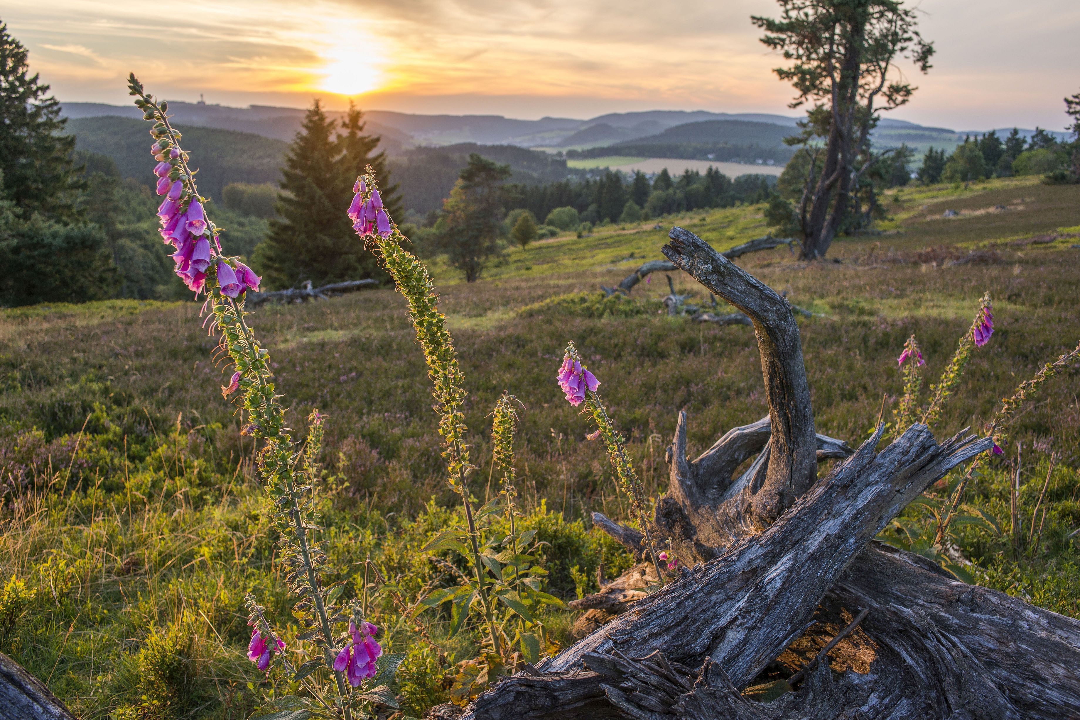 Wandern in der Sauerland Hochheide rund um Willingen
